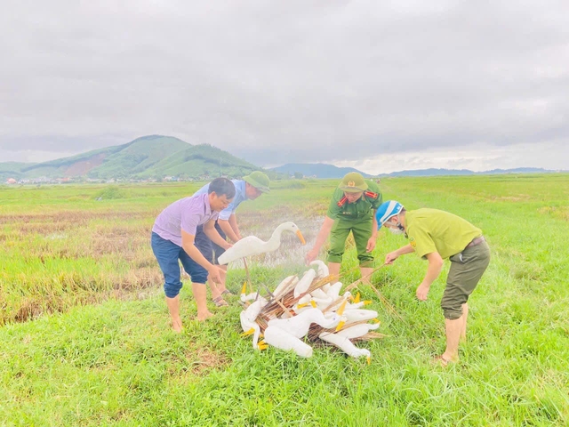 Hà Tĩnh quyết liệt bảo vệ chim trời, không tiếp khách, liên hoan… thực phẩm được chế biến từ chim hoang dã, di cư.- Ảnh 1.