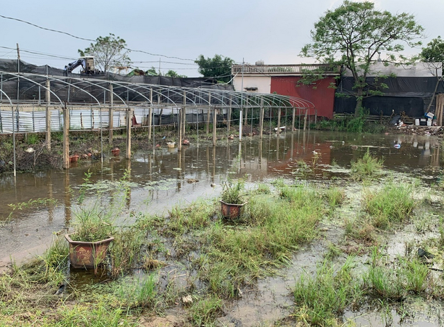 Làng hoa Mê Linh &quot;đỏ mắt” vì mất mùa, nông dân loay hoay trước ngày Quốc tế Phụ nữ - Ảnh 1.