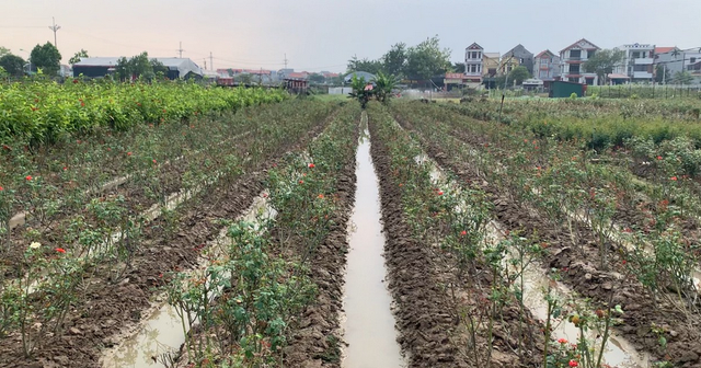 Làng hoa Mê Linh &quot;đỏ mắt” vì mất mùa, nông dân loay hoay trước ngày Quốc tế Phụ nữ - Ảnh 3.