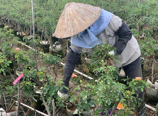 Làng hoa Mê Linh &quot;đỏ mắt” vì mất mùa, nông dân loay hoay trước ngày Quốc tế Phụ nữ - Ảnh 4.