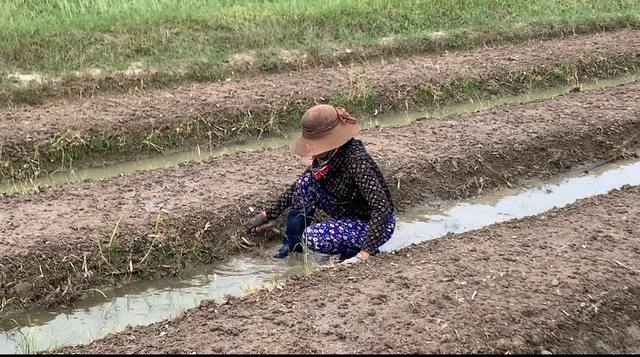 Làng hoa Mê Linh &quot;đỏ mắt” vì mất mùa, nông dân loay hoay trước ngày Quốc tế Phụ nữ - Ảnh 6.