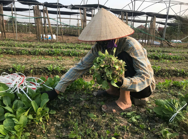 Làng hoa Mê Linh &quot;đỏ mắt” vì mất mùa, nông dân loay hoay trước ngày Quốc tế Phụ nữ - Ảnh 9.