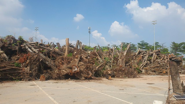 Cận cảnh bãi gỗ 'khủng' chờ ngày đấu giá ở Hà Nội - Ảnh 4.