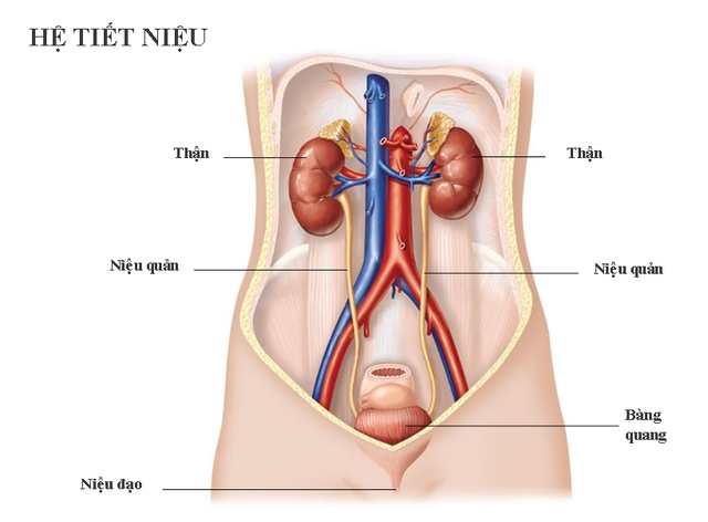 Người đàn ông ở Phú Thọ tiểu ra máu, đi khám bất ngờ phát hiện mắc ung thư hiếm gặp - Ảnh 3.