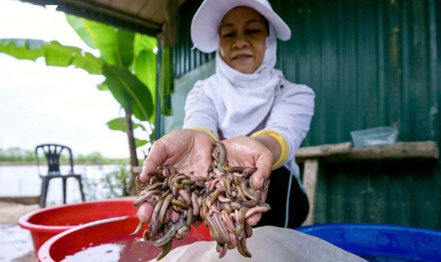 Đặc sản được ví là ‘lộc trời’ giá đắt đỏ, có tới đâu vẫn ‘cháy hàng’ tới đó - Ảnh 1.