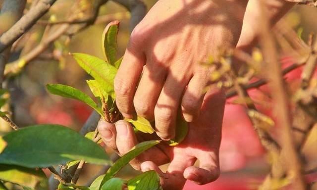 Thời điểm lý tưởng để lặt lá mai cho hoa mai nở đúng dịp Tết thu hút tài lộc- Ảnh 4.