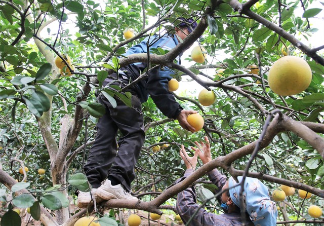 Bưởi Diễn vào vụ, nông dân hối hả thu hoạch phục vụ thị trường Tết 2025 - Ảnh 16.