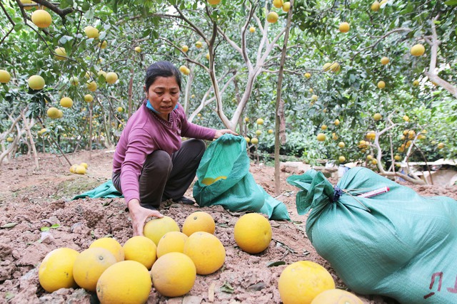 Bưởi Diễn vào vụ, nông dân hối hả thu hoạch phục vụ thị trường Tết 2025 - Ảnh 17.