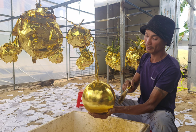 Những quả dừa dát vàng đẹp mắt là lựa chọn mới để người dân Quảng Bình chưng  - Ảnh 1.
