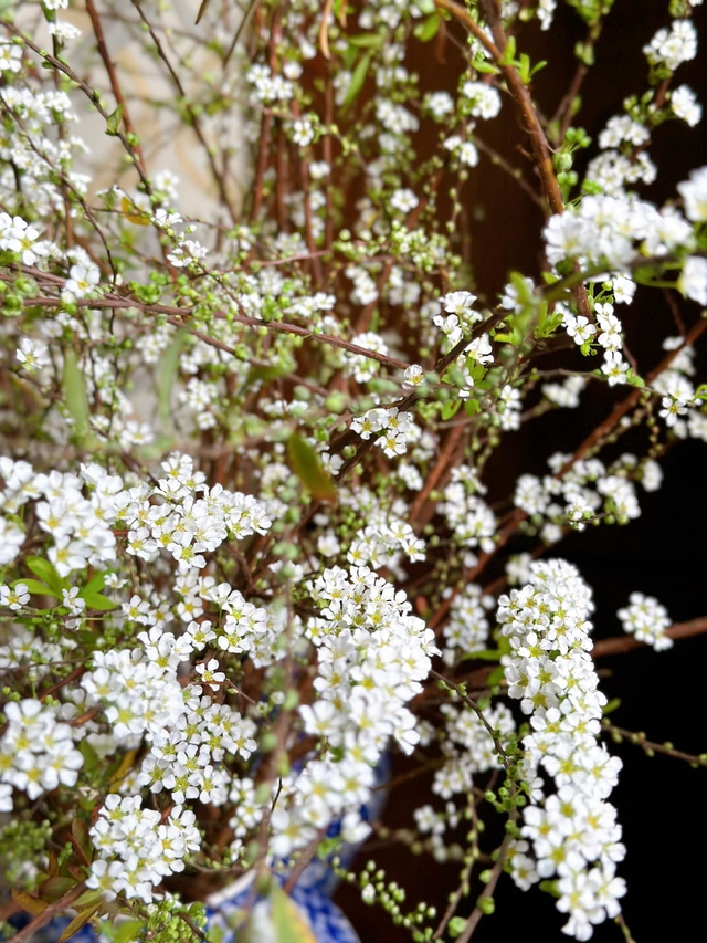Chiêm ngưỡng những ‘cành củi khô’ bung nở hoa trắng xóa, mang bình an, may mắn cho gia chủ trong năm mới - Ảnh 3.