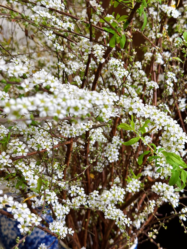 Chiêm ngưỡng những ‘cành củi khô’ bung nở hoa trắng xóa, mang bình an, may mắn cho gia chủ trong năm mới - Ảnh 14.