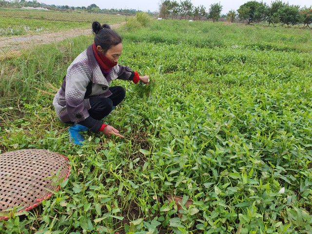 MS 910: Xót thương hai đứa trẻ thiếu tình thương của cha mẹ, côi cút sống cùng ông bà già yếu - Ảnh 2.