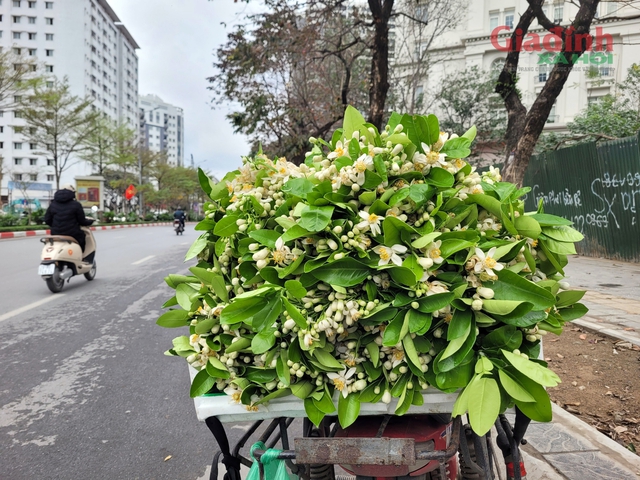 Giá nửa triệu đồng/kg, hoa Bưởi đầu mùa ở Hà Nội đắt hàng - Ảnh 4.