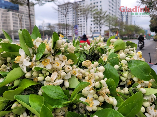 Giá nửa triệu đồng/kg, hoa Bưởi đầu mùa ở Hà Nội đắt hàng - Ảnh 1.