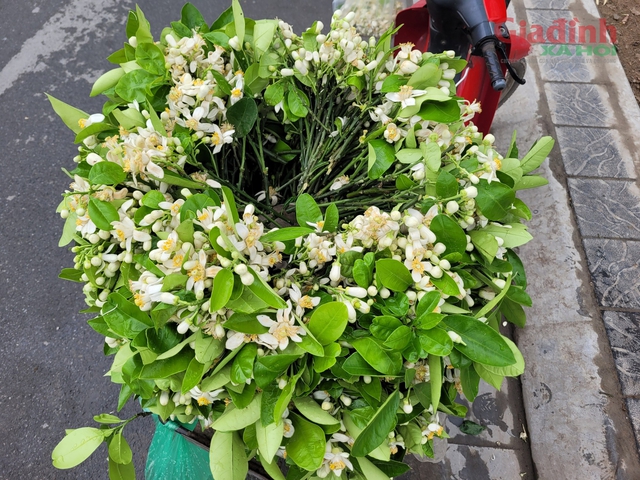 Giá nửa triệu đồng/kg, hoa Bưởi đầu mùa ở Hà Nội đắt hàng - Ảnh 2.