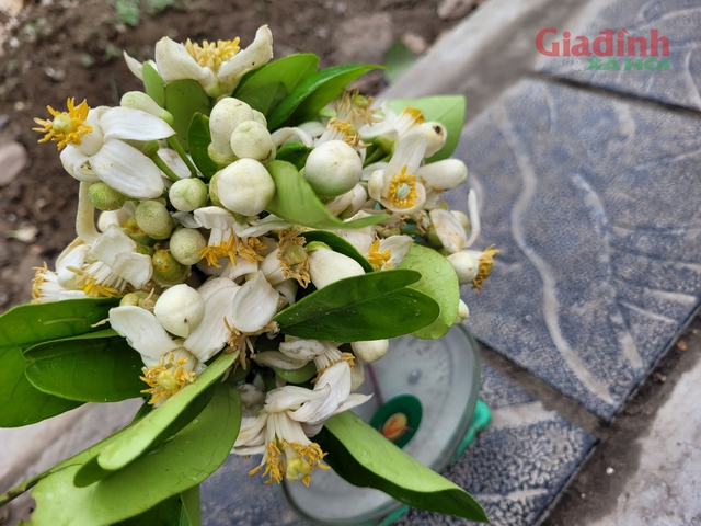 Giá nửa triệu đồng/kg, hoa Bưởi đầu mùa ở Hà Nội đắt hàng - Ảnh 3.