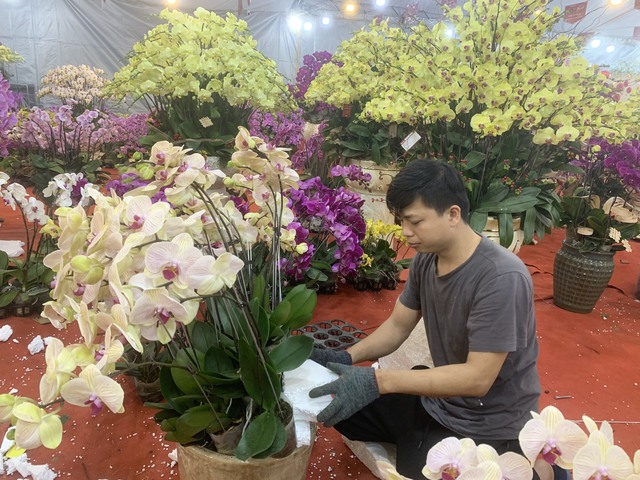 Thợ cắm hoa lan kiếm cả trăm triệu đồng dịp cận Tết  - Ảnh 2.