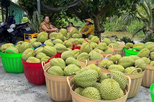 Là quà biếu Tết đắt hàng ở Trung Quốc, giá sầu riêng Việt có quả vọt lên 1 triệu - Ảnh 2.