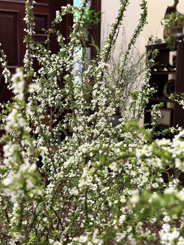 Chị em thi nhau chia sẻ ‘cành củi khô’ bung nở hoa trắng xóa vào đúng ngày Tết, báo hiệu một năm ấm no, căng tràn lộc lá - Ảnh 11.