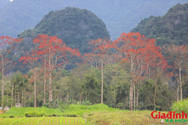 Tháng 3, vạn người mê mẩn ngắm hoa gạo nở đỏ rực vùng tả ngạn sông Lam- Ảnh 3.
