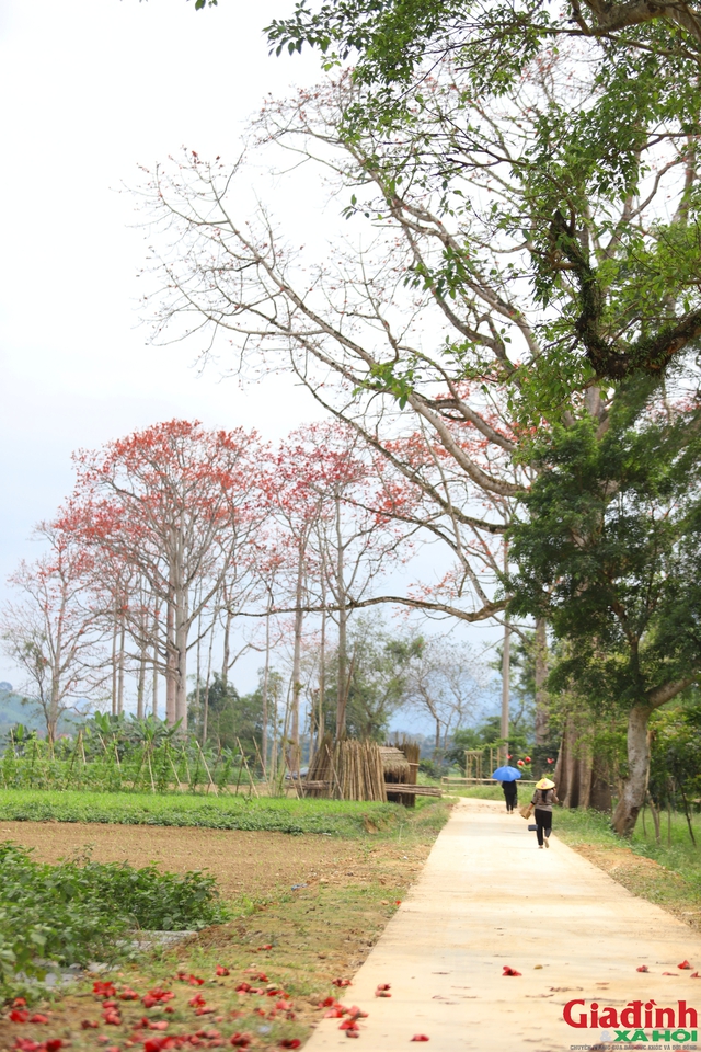 Tháng 3, vạn người mê mẩn ngắm hoa gạo nở đỏ rực vùng tả ngạn sông Lam- Ảnh 5.