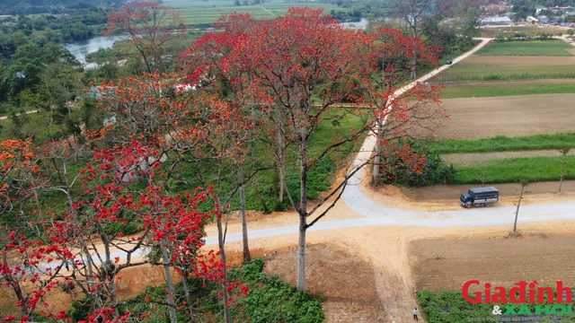 Tháng 3, vạn người mê mẩn ngắm hoa gạo nở đỏ rực vùng tả ngạn sông Lam- Ảnh 9.