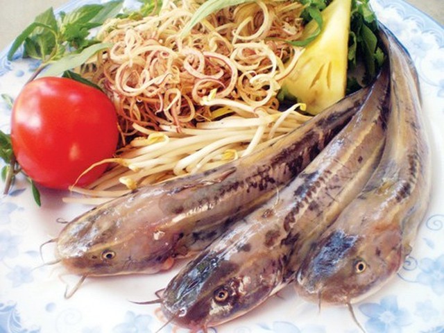 Một loài cá khác giống hệt cá trê, ăn ngon nhưng nếu bị ngạnh đâm có thể gây nguy kịch- Ảnh 4.