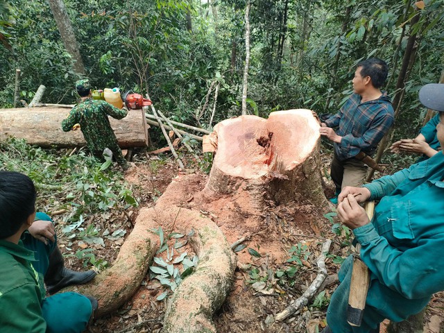 Công an điều tra vụ phá rừng tại huyện vùng biên Mường Lát- Ảnh 2.