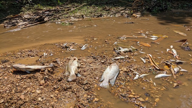 Vụ cá chết ở khe Rào Trường: Hoàn thiện hồ sơ để xử phạt một trang trại nuôi lợn gây ô nhiễm môi trường - Ảnh 2.