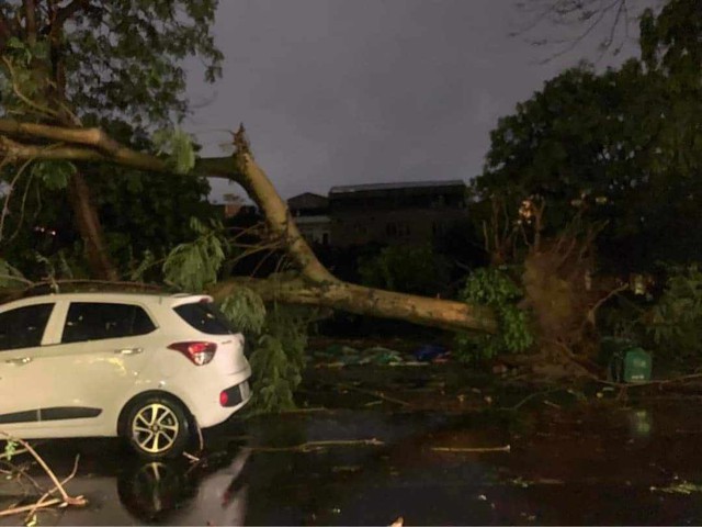 Nhiều xe sang bị cây đổ đè trúng trong trận dông lốc, mưa đá lớn ở Hà Nội- Ảnh 5.