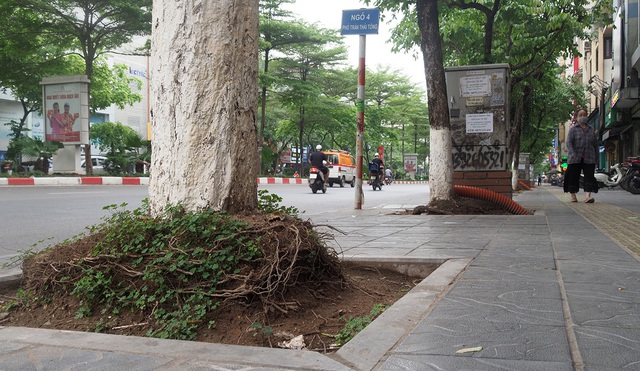 Nhiều cây xanh trên các tuyến phố ở Hà Nội tiềm ẩn nguy cơ đổ, gãy nếu xảy ra mưa dông- Ảnh 6.