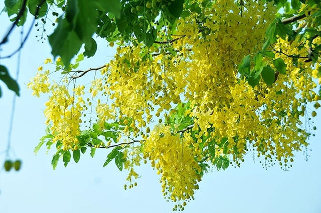 Loài hoa vàng rực nở rộ trên phố vào mùa hè, có cái tên nghe đáng sợ nhưng đẹp rực rỡ và tốt cho phong thủy- Ảnh 1.