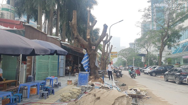 Loạt cây xanh lâu năm ở Hà Nội 'mất ngọn', trơ trụi để triển khai dự án- Ảnh 20.