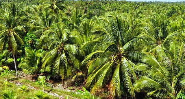 Vườn dừa 25.000 cây, có thể thu 25.000 USD từ bán tín chỉ carbon - Ảnh 1.