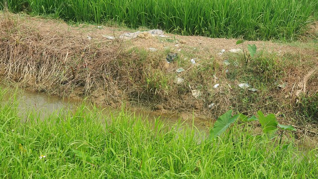 Nam Định: 'Ám ảnh' vỏ thuốc bảo vệ thực vật vứt tràn lan bờ ruộng, kênh mương- Ảnh 1.