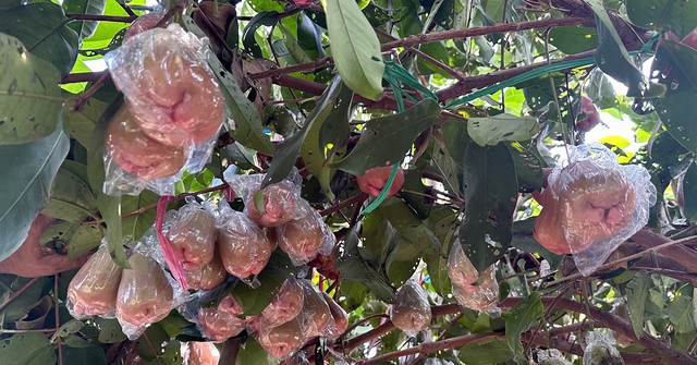 Vườn mận hiếm ở Vĩnh Long có trái siêu to, ăn ngọt thanh - Ảnh 1.