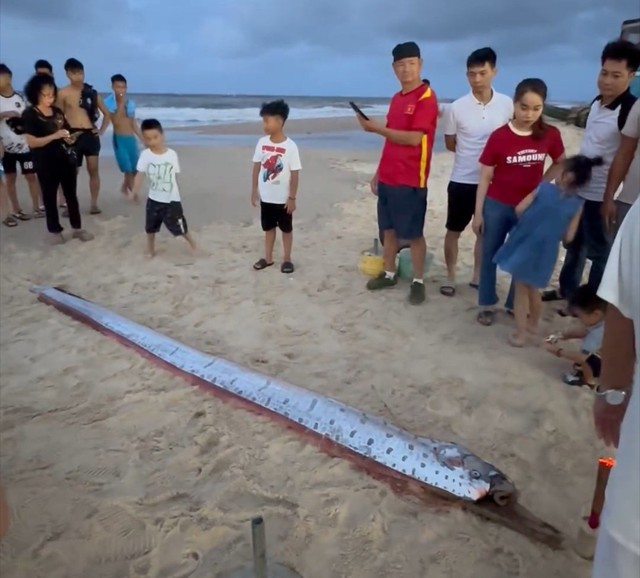 Xác cá mái chèo dài hơn 4m dạt vào bờ biển Thừa Thiên Huế- Ảnh 1.