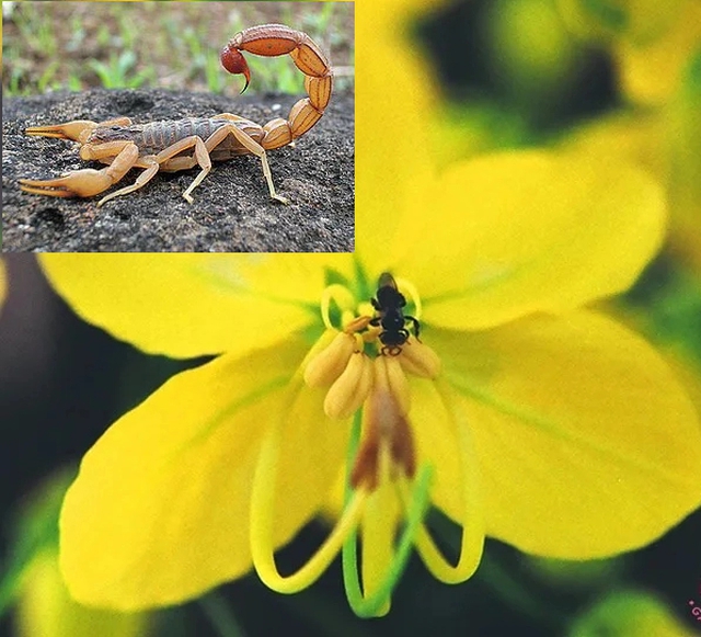 Loài hoa vàng rực nở rộ trên phố vào mùa hè, có cái tên nghe đáng sợ nhưng đẹp rực rỡ và tốt cho phong thủy- Ảnh 2.
