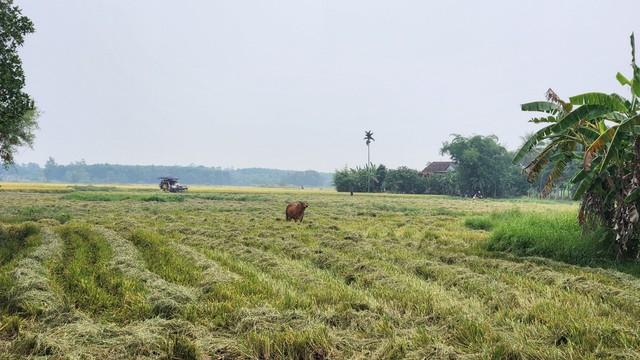 Ba người lái máy gặt lúa bất ngờ bị hành hung- Ảnh 2.