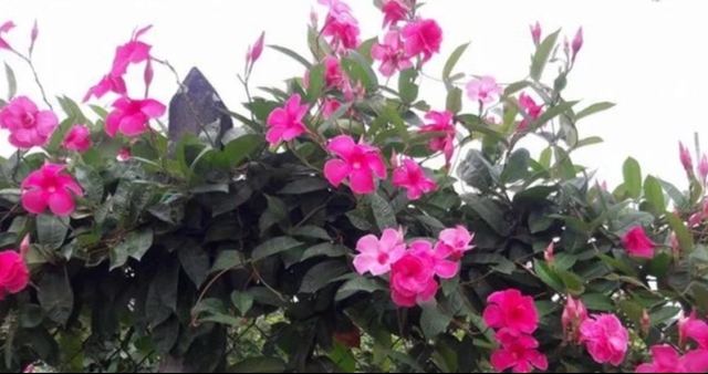 2 cây cảnh ra hoa rực rỡ này mùa hè càng nóng càng phát triển nhanh, ví như 'nữ hoàng mùa hạ'- Ảnh 2.