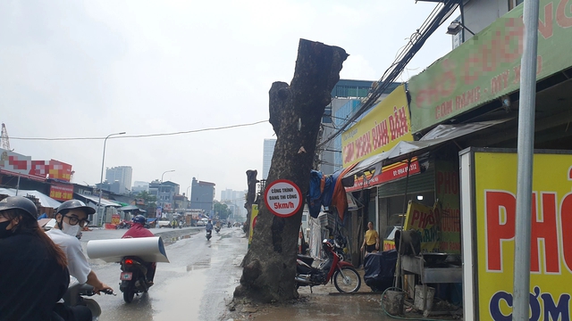Loạt cây xanh lâu năm ở Hà Nội 'mất ngọn', trơ trụi để triển khai dự án- Ảnh 2.