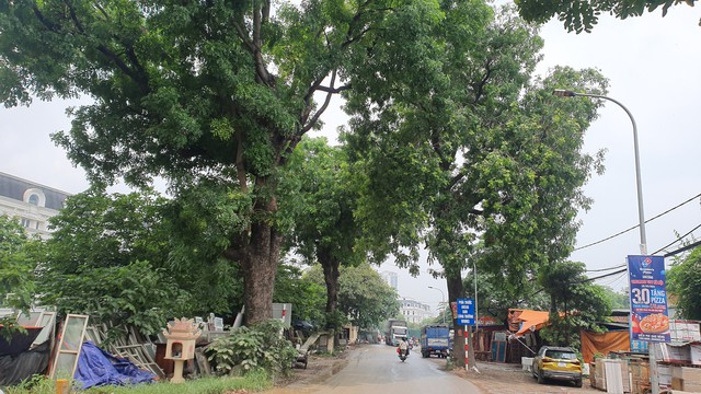 Loạt cây xanh lâu năm ở Hà Nội 'mất ngọn', trơ trụi để triển khai dự án- Ảnh 13.
