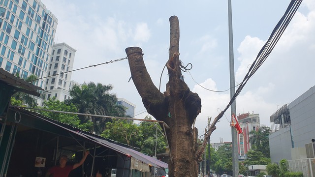 Loạt cây xanh lâu năm ở Hà Nội 'mất ngọn', trơ trụi để triển khai dự án- Ảnh 15.