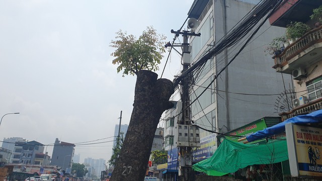 Loạt cây xanh lâu năm ở Hà Nội 'mất ngọn', trơ trụi để triển khai dự án- Ảnh 7.