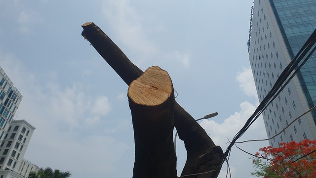 Loạt cây xanh lâu năm ở Hà Nội 'mất ngọn', trơ trụi để triển khai dự án- Ảnh 16.