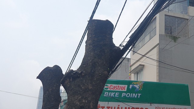 Loạt cây xanh lâu năm ở Hà Nội 'mất ngọn', trơ trụi để triển khai dự án- Ảnh 5.