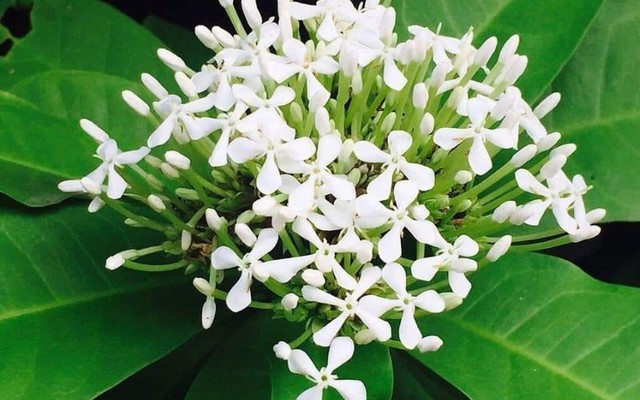 Dịp nào nên dâng cúng, tặng hoa Mẫu đơn để cầu mong tốt lành và truyền thuyết đặc biệt về loài hoa này- Ảnh 3.