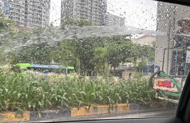 Hà Nội: Trời mưa tầm tã, xe bồn vẫn 'xả nước' tưới cây - Ảnh 2.