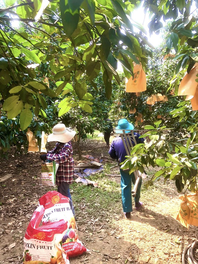 'Thủ phủ' bưởi  Phúc Trạch - đặc sản Hà Tĩnh tất bật vào vụ thu hoạch- Ảnh 6.