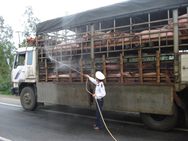 Nguy cơ lây lan dịch tả lợn Châu Phi, xử lý nghiêm việc mua bán, vận chuyển lợn bệnh- Ảnh 1.